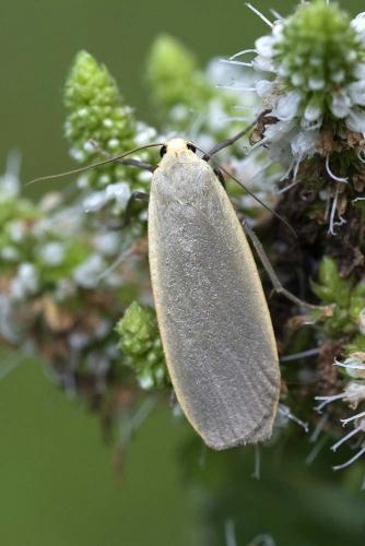 Eilema griseola