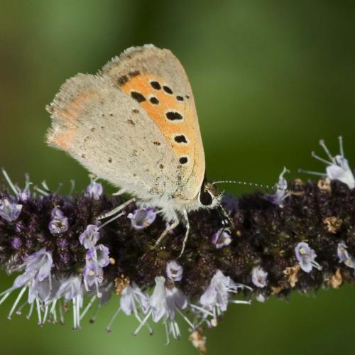 Lycaena phlaeas