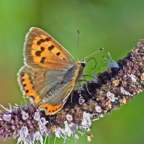 Lycaena phlaeas