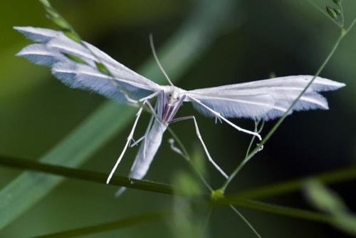 Réf. 215 105 : Pterophorus pentadactyla