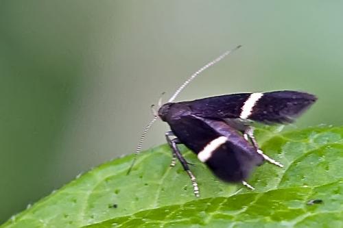 Réf. 215 037 : Syncopacma sp.