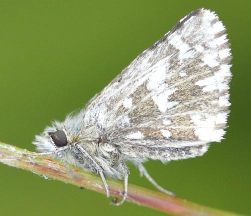 Réf. 215 233 : Pyrgus (malvae-malvoides)
