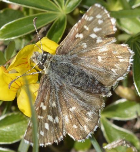 Réf. 215 232 : Pyrgus sp.