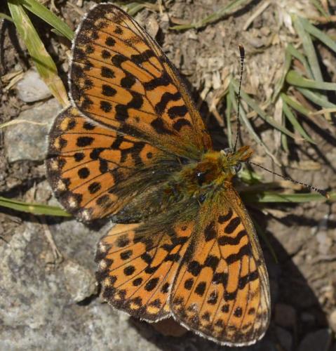 Boloria euphrosyne