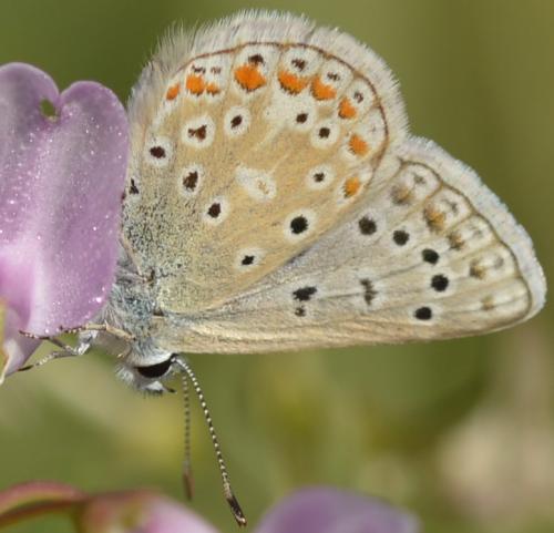 Réf. 215 203 : Polyommatus icarus