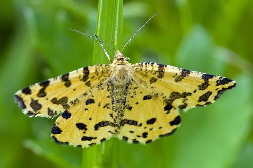 Réf. 215 061 : Pseudopanthera macularia