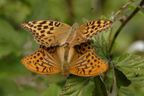 Réf. 215 500 : Argynnis paphia