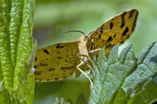 Réf. 215 062 : Pseudopanthera macularia