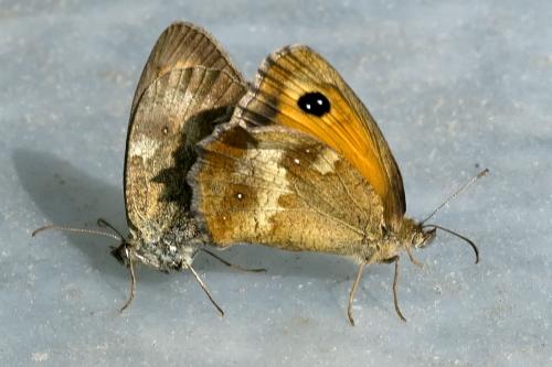Réf. 215 640 : Pyronia tithonus