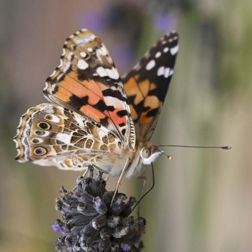 Réf. 215 749 : Vanessa cardui