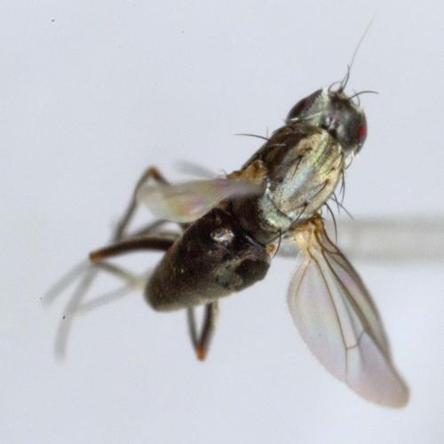 Medetera sp.