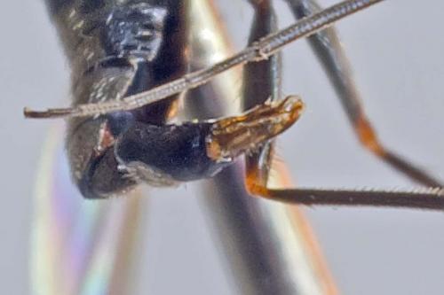Medetera sp.