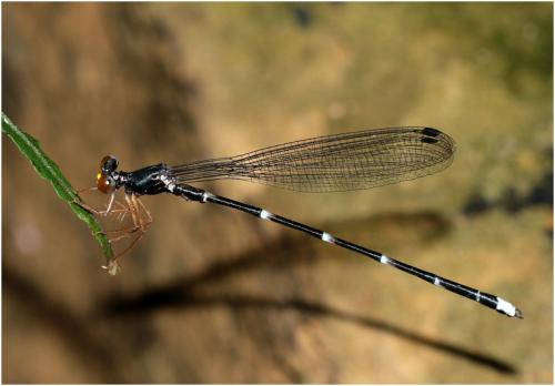 Agriomorpha fusca