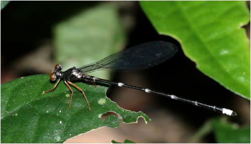 Agriomorpha fusca