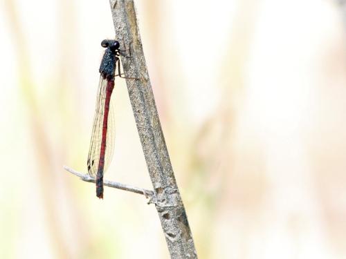 Réf. 215 871 : Amphiagrion abbreviatum