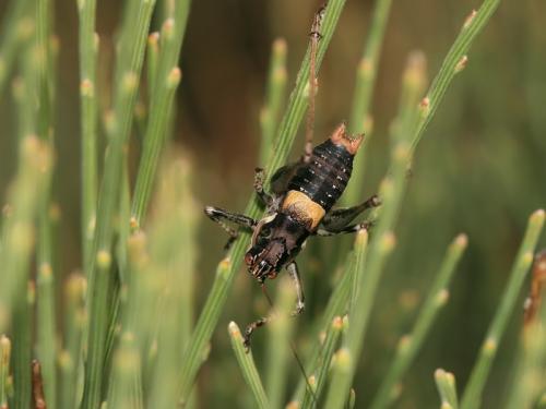 Réf. 215 254 : Antaxius chopardi