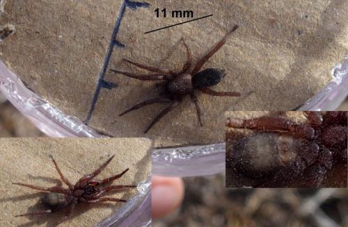 Scotophaeus validus
