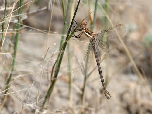 Archilestes grandis