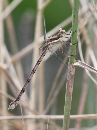 Archilestes grandis