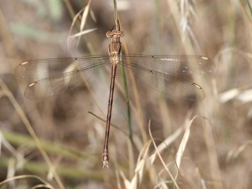 Archilestes grandis