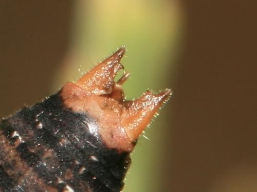 Réf. 215 463 : Antaxius chopardi