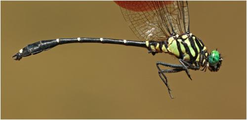 Burmagomphus magnus