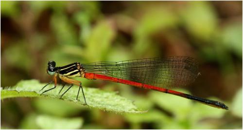 Calicnemia soccifera