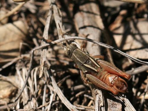 Paracaloptenus bolivari