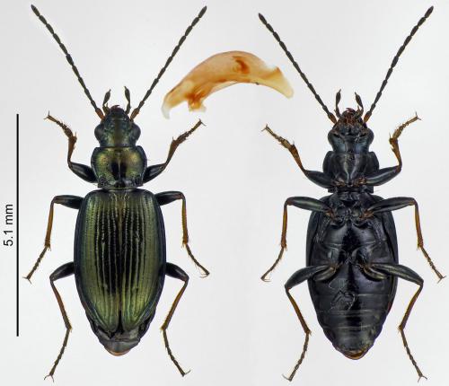 Réf. 215 764 : Bembidion geniculatum geniculatum