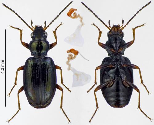 Réf. 215 778 : Bembidion deletum