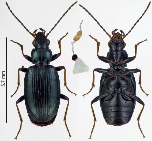 Bembidion tibiale