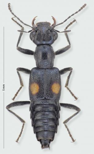 Dianous coerulescens