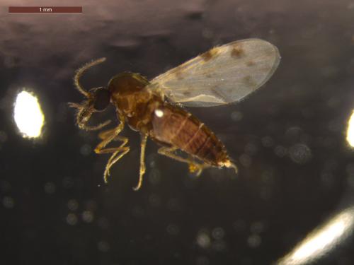 Réf. 215 530 : Culicoides sp.