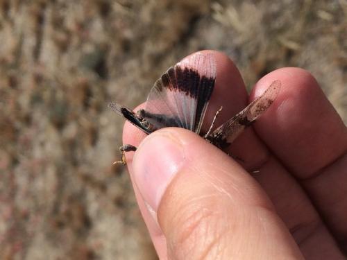 Oedipoda charpentieri