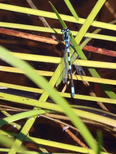 Réf. 215 870 : Coenagrion resolutum