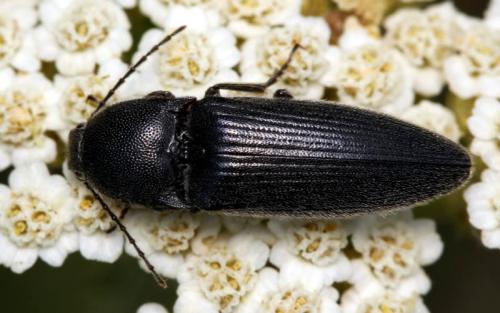 Melanotus tenebrosus