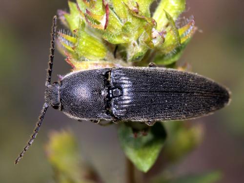 Melanotus tenebrosus