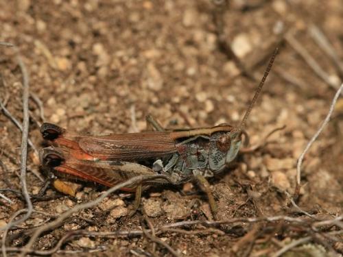 Réf. 215 403 : Omocestus antigai bellmanni