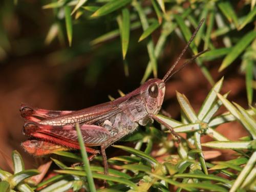 Chorthippus saulcyi saulcyi