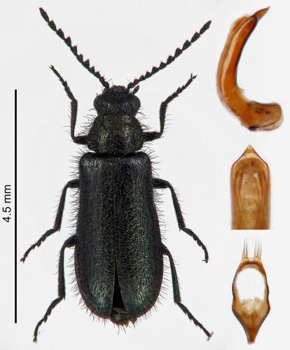 Réf. 215 719 : Dasytes gonocerus