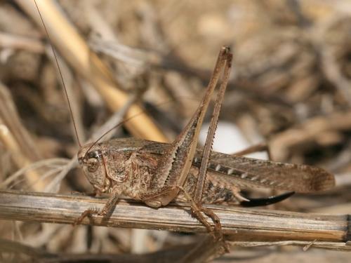 Platycleis sabulosa