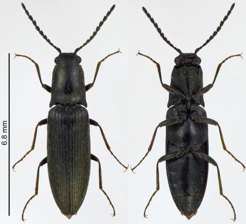 Réf. 215 800 : Aplotarsus angustulus