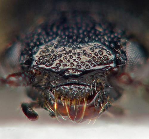 Réf. 215 811 : Aplotarsus angustulus