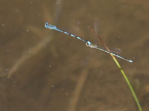 Enallagma carunculatum