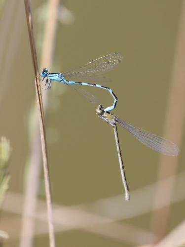 Enallagma carunculatum