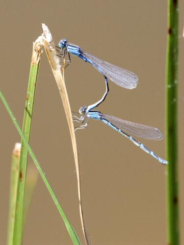 Enallagma carunculatum