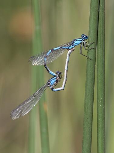 Enallagma sp.