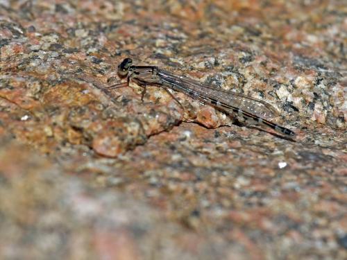 Enallagma sp.