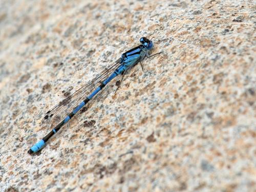 Enallagma sp.