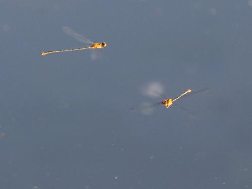 Enallagma signatum